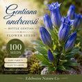 Gentiana Andrewsii Seeds - Bottle Gentian Heirloom Non-GMO Wildflower Seeds for Native Gardens & Pollinator Attracting Plants