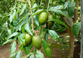 June Plum Live Fruit Tree – 2–3 Feet Tall – Spondias dulcis – Tropical Edible Landscape, Backyard Orchard, Evergreen Fruit Tree
