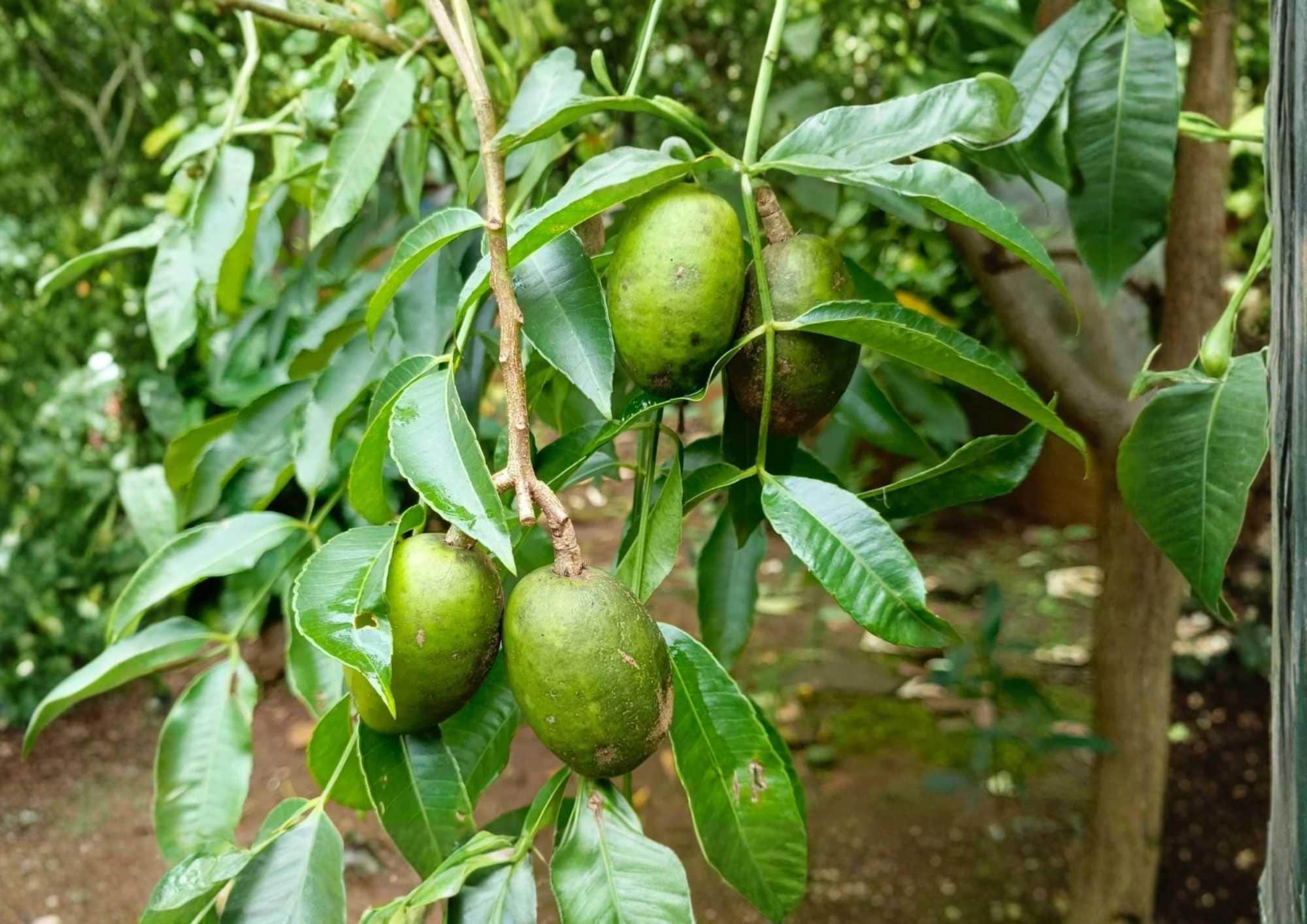 June Plum Live Fruit Tree – 2–3 Feet Tall – Spondias dulcis – Tropical Edible Landscape, Backyard Orchard, Evergreen Fruit Tree