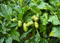 Noni Live Fruit Tree 12–24 Inches Tall – Morinda citrifolia – Tropical Edible Fruit Tree for Gardens and Landscapes