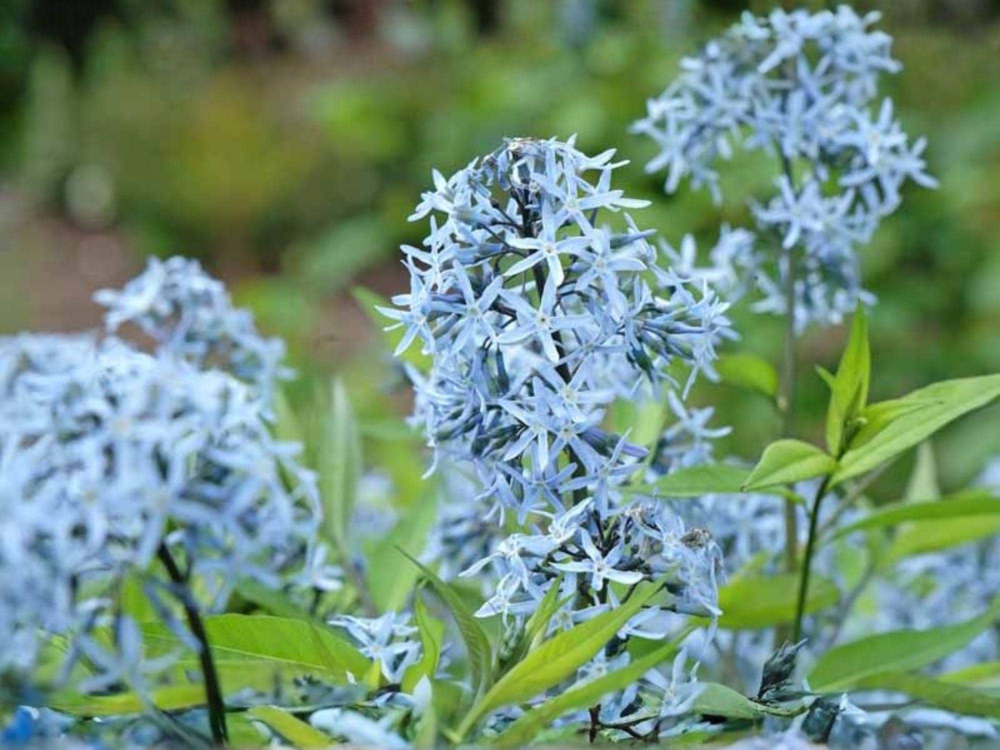 Eastern Bluestar Seeds - Amsonia tabernaemontana Native Perennial Flower for Pollinator Gardens, Cottage & Meadow Landscapes