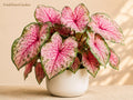 Pinky Swear Caladium Bulbs – Colorful Tropical Foliage Plants for Shade Gardens – Caladium bicolor, Container & Landscape Plant