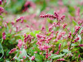 Pinkweed Seeds - Native Wildflower for Pollinator Gardens & Naturalized Plantings - Persicaria pensylvanica