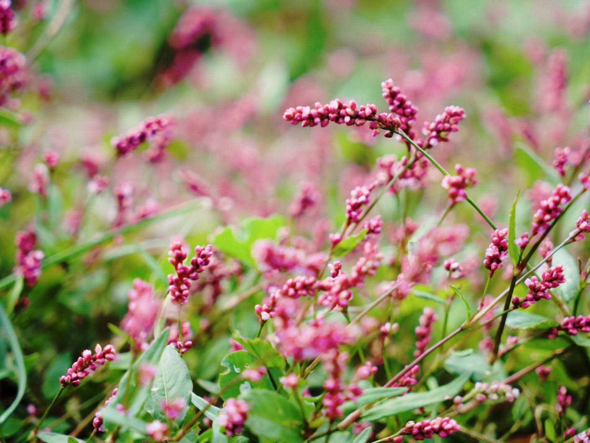 Pinkweed Seeds - Native Wildflower for Pollinator Gardens & Naturalized Plantings - Persicaria pensylvanica