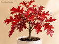 Scarlet Oak Tree Seedlings 12-18 Inch Live Plants Quercus coccinea Deciduous Shade Tree
