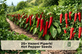 Vezeni Piperki Hot Pepper Seeds – Heirloom Balkan Capsicum annuum for Home Gardens & Containers, Rich Flavor, Mild to Medium Heat
