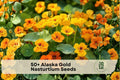 Alaska Gold Nasturtium Seeds, Trailing Annual Flower, Bright Yellow, Tropaeolum majus, Container & Garden Bed Plant