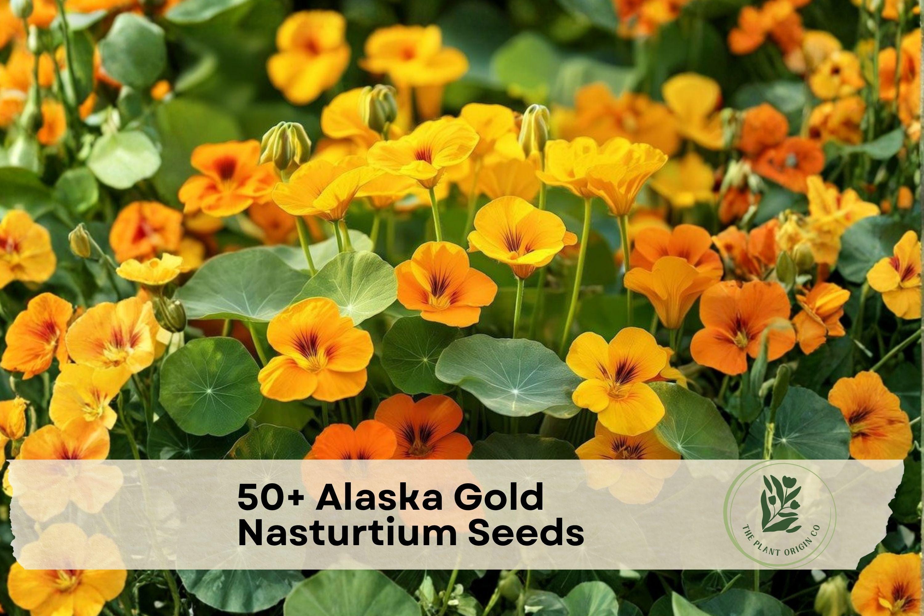 Alaska Gold Nasturtium Seeds, Trailing Annual Flower, Bright Yellow, Tropaeolum majus, Container & Garden Bed Plant