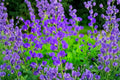 Blue Planet Flossflower Seeds – Ageratum houstonianum, Blue Flowers, Annual Garden Seeds, 500 Pack