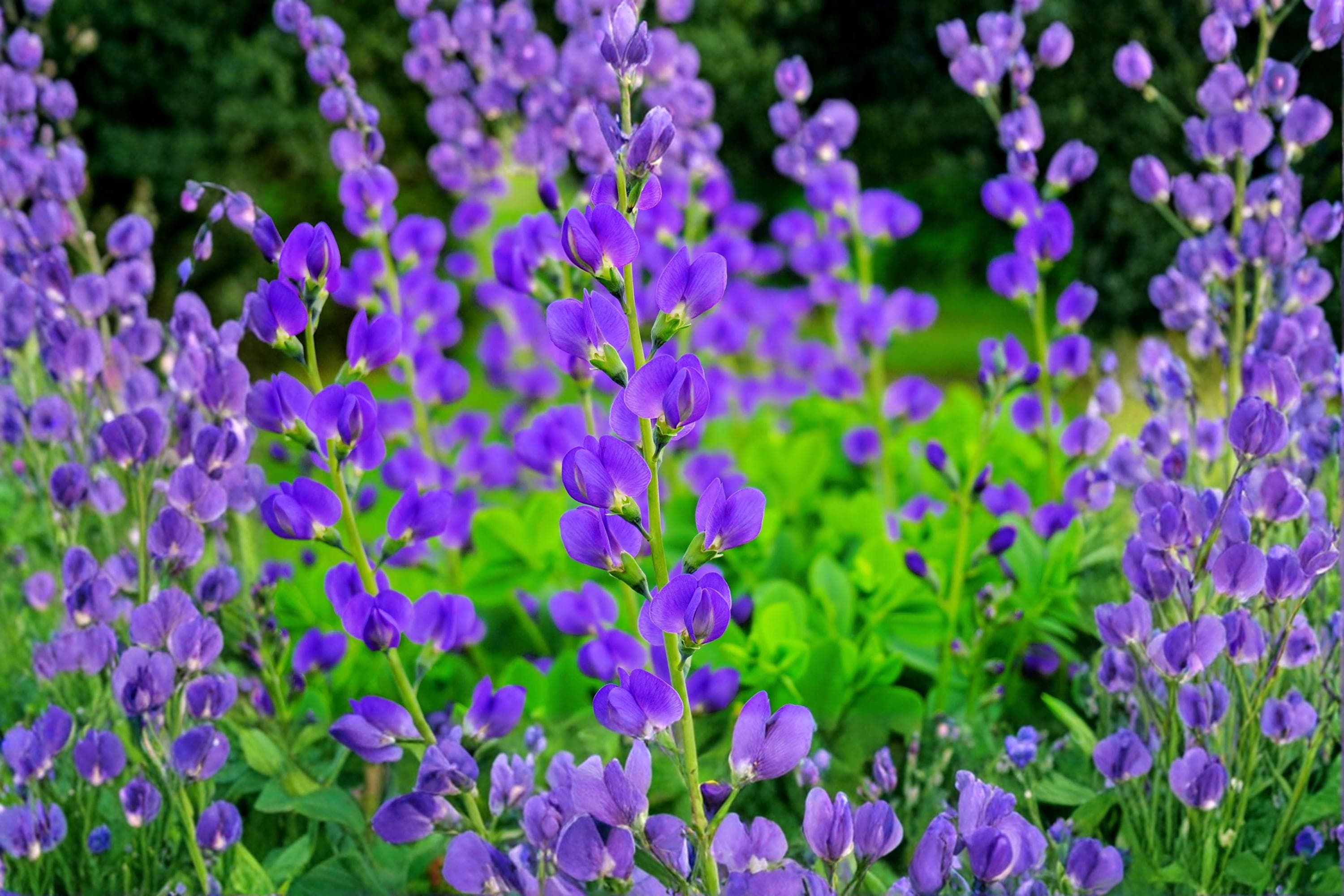 Blue Planet Flossflower Seeds – Ageratum houstonianum, Blue Flowers, Annual Garden Seeds, 500 Pack