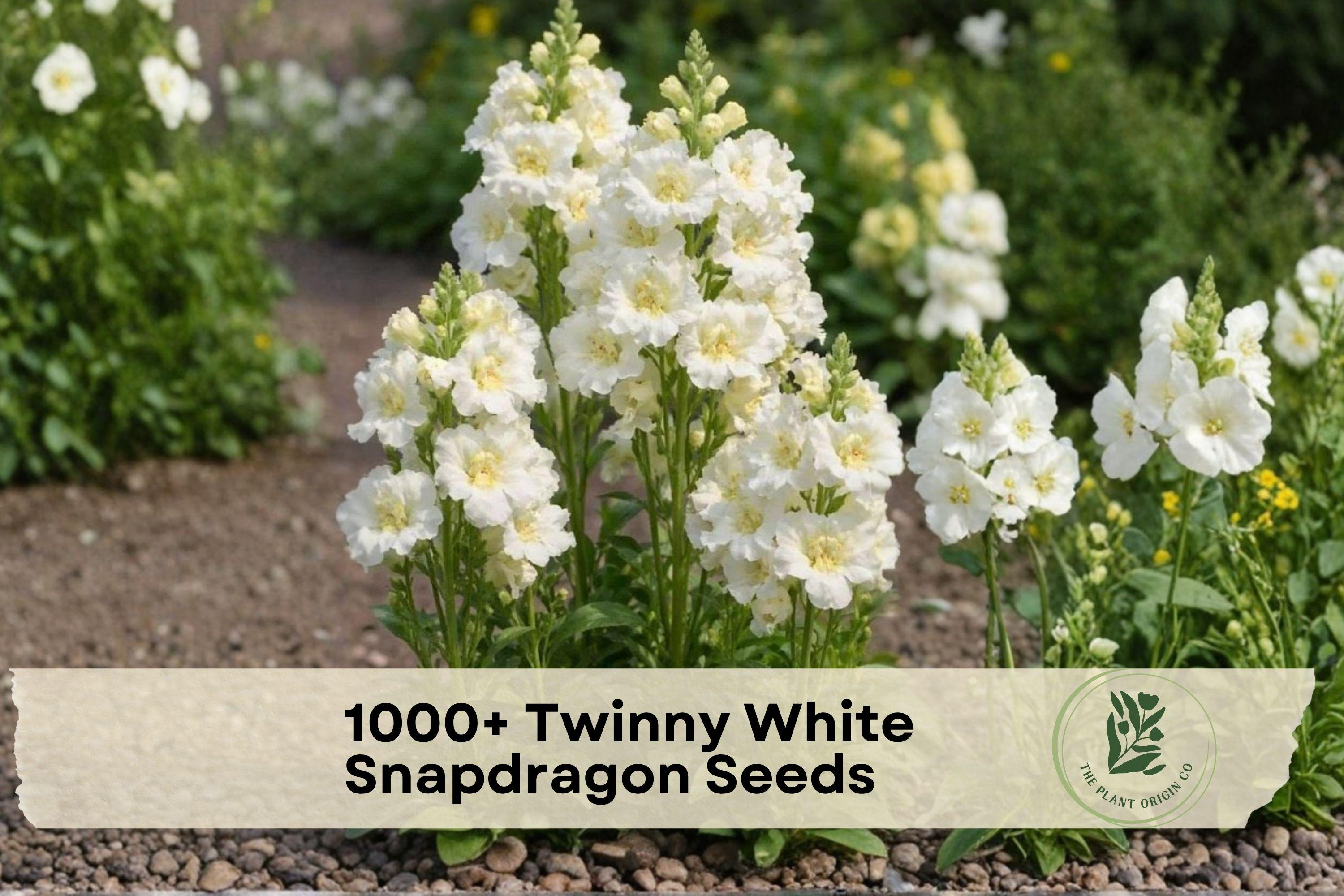 1000+ Twinny White Snapdragon Seeds | Antirrhinum majus Flower Seeds for Garden Beds, Borders & Containers