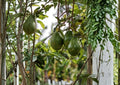 Semil 34 Avocado Live Fruit Tree – 12-24 Inches Tall – Persea americana – Edible Landscape, Backyard Orchard, Warm Climate