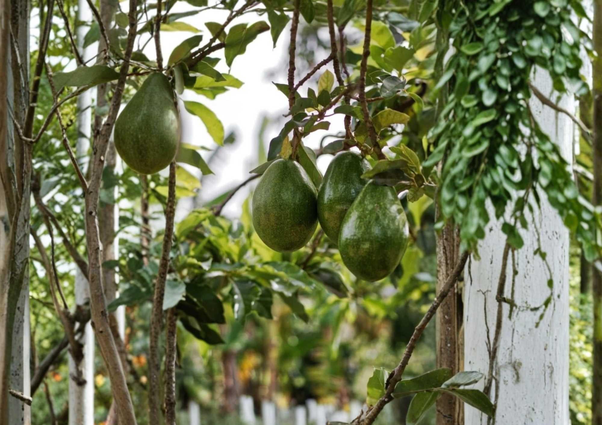 Semil 34 Avocado Live Fruit Tree – 12-24 Inches Tall – Persea americana – Edible Landscape, Backyard Orchard, Warm Climate