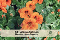 Alaska Salmon Nasturtium Seeds, Trailing Flower, Soft Orange, Tropaeolum majus, Container & Garden Bed Plant