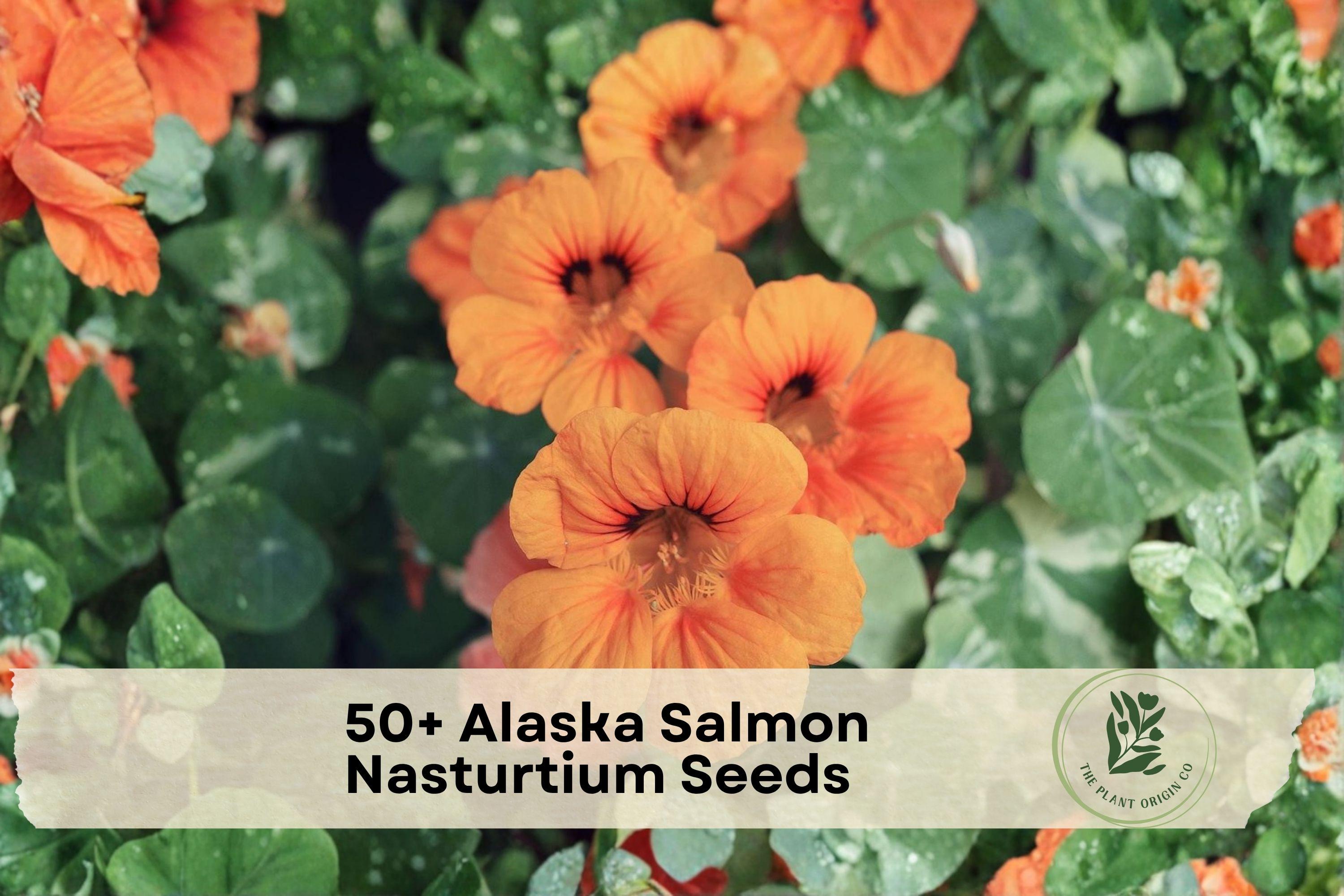 Alaska Salmon Nasturtium Seeds, Trailing Flower, Soft Orange, Tropaeolum majus, Container & Garden Bed Plant