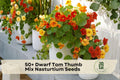 Dwarf Nasturtium Seeds | Tom Thumb Mix | Vibrant Flowers for Containers & Borders | Tropaeolum majus