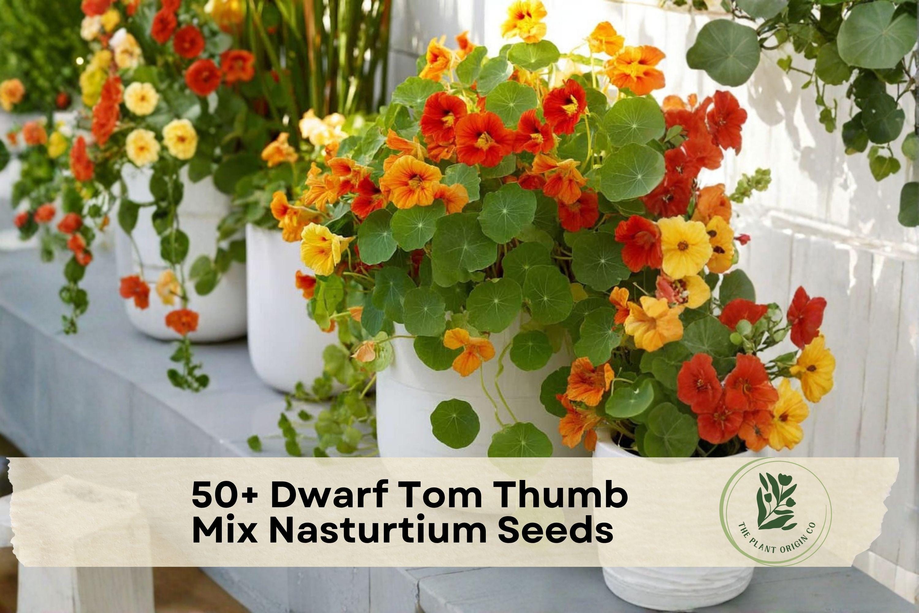 Dwarf Nasturtium Seeds | Tom Thumb Mix | Vibrant Flowers for Containers & Borders | Tropaeolum majus