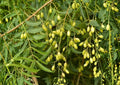 Neem Live Tree – 1-2 Feet Tall – Azadirachta indica – Tropical Evergreen Tree for Gardens & Landscaping