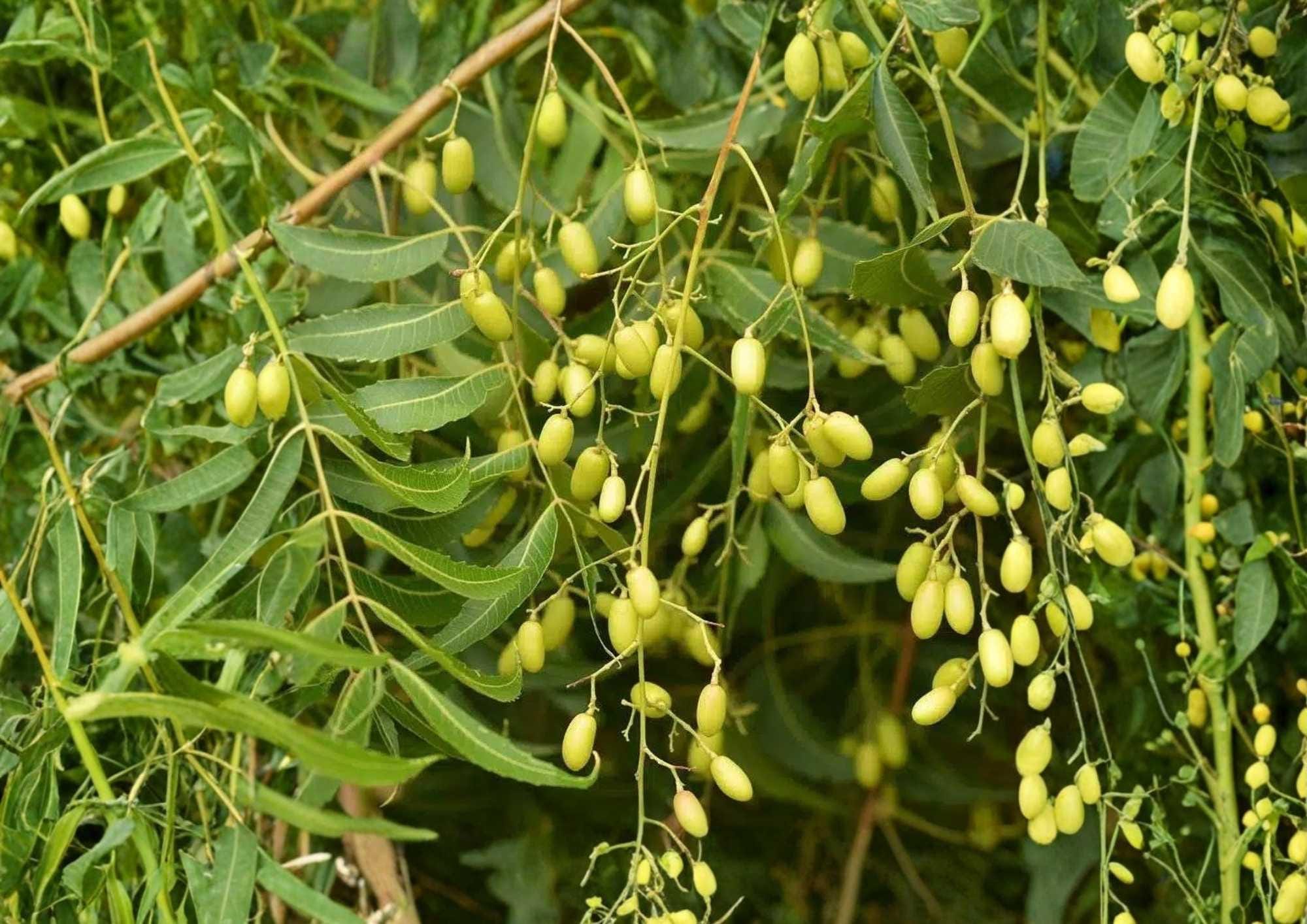 Neem Live Tree – 1-2 Feet Tall – Azadirachta indica – Tropical Evergreen Tree for Gardens & Landscaping