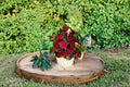 Florida Cardinal Caladium Bulbs – Caladium bicolor, Colorful Foliage Plant for Shade Gardens, 2 Bulbs
