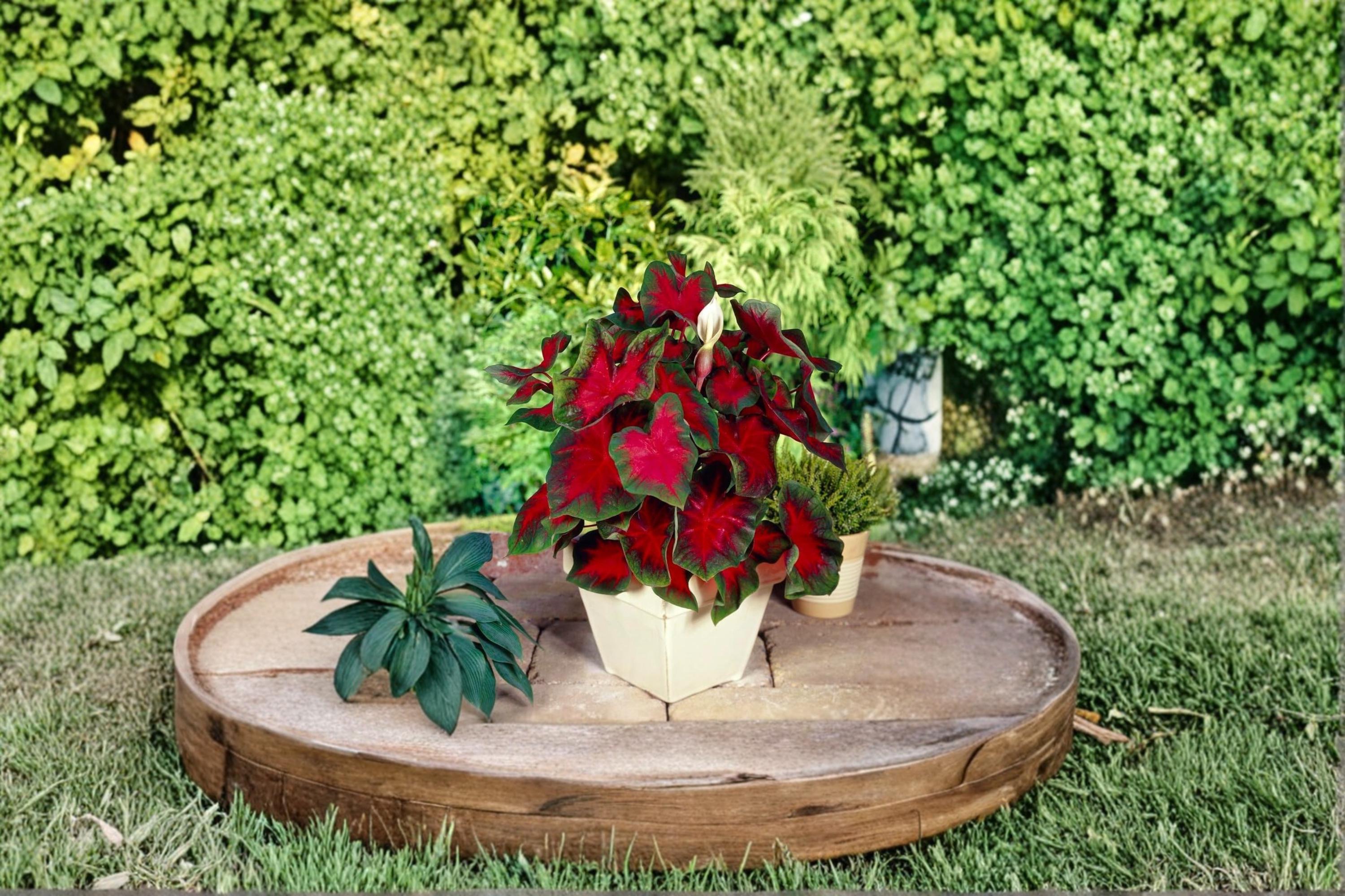 Florida Cardinal Caladium Bulbs – Caladium bicolor, Colorful Foliage Plant for Shade Gardens, 2 Bulbs