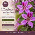 Bauhinia purpurea Seeds – Purple Orchid Tree Heirloom Non-GMO Tropical Flowering Tree for Garden, Butterfly, Ornamental Landscaping