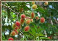 Grafted Rambutan Tree 2–3 Feet Tall – Nephelium lappaceum – Tropical Fruit Tree for Backyard Orchard and Edible Landscape