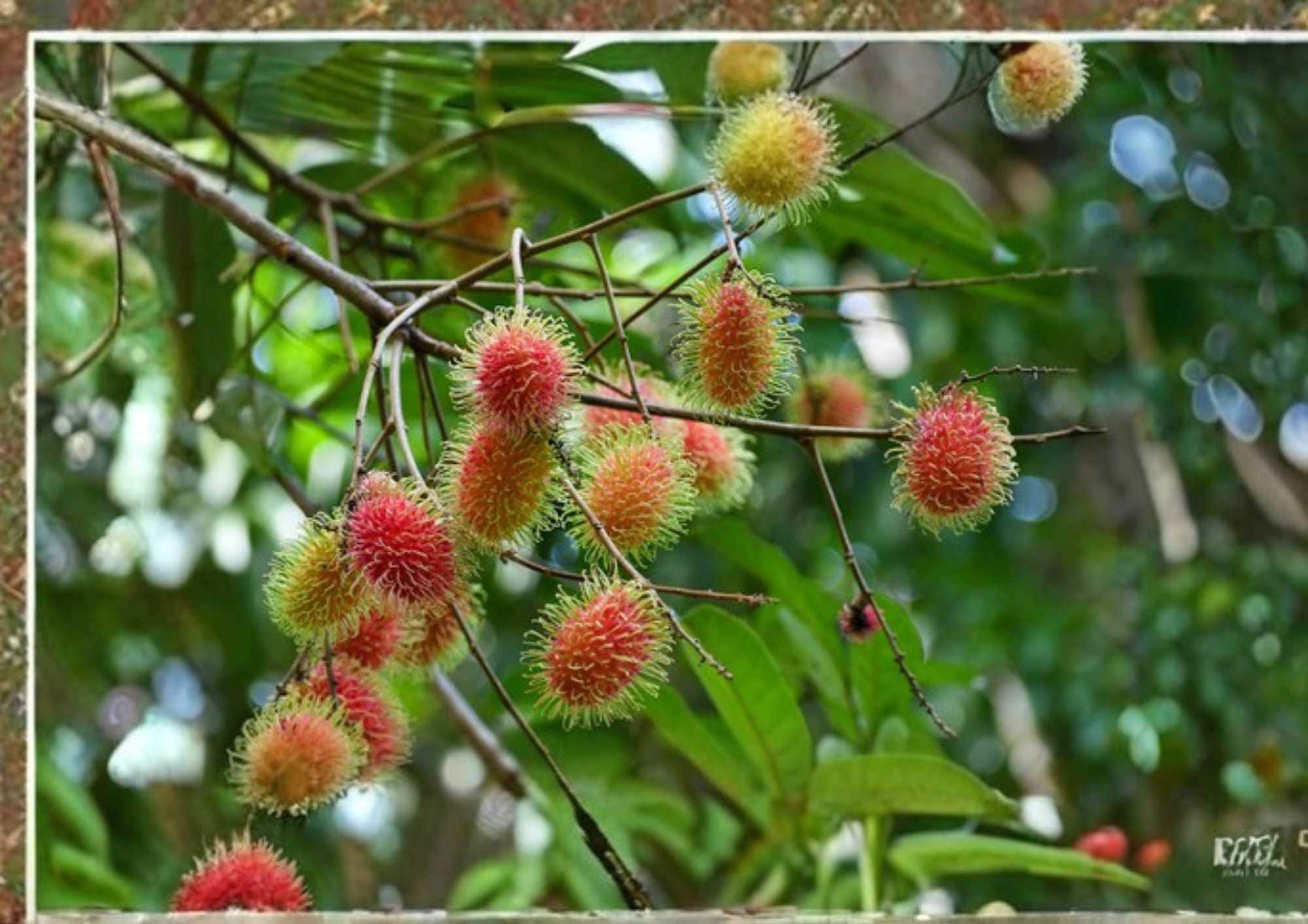 Grafted Rambutan Tree 2–3 Feet Tall – Nephelium lappaceum – Tropical Fruit Tree for Backyard Orchard and Edible Landscape