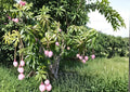 Grafted Mango Tree 12–24 Inches Tall – Mangifera indica – Tropical Fruit Tree for Backyard, Edible Landscape