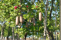 Sausage Tree Seeds – Kigelia africana – Tropical Garden Tree with Distinctive Fruit – 10 Seeds