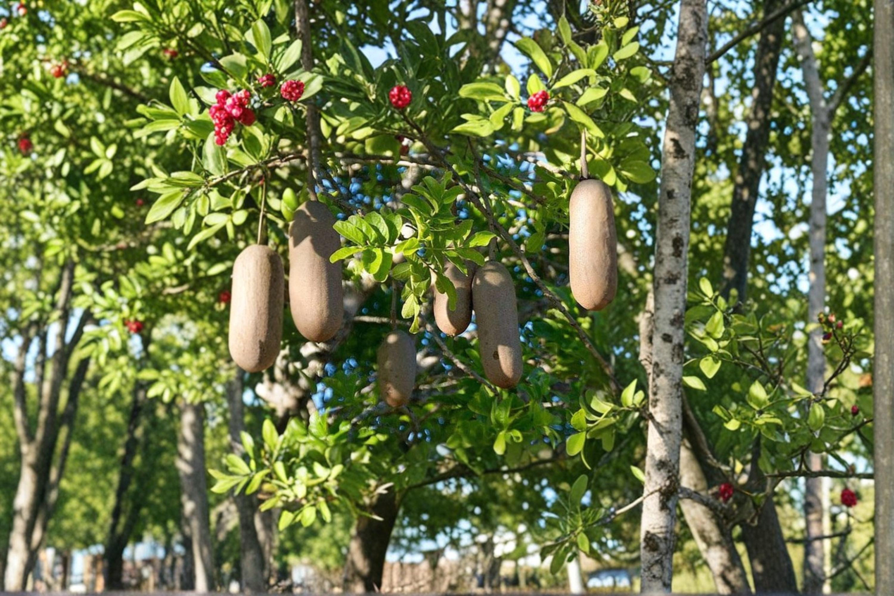 Sausage Tree Seeds – Kigelia africana – Tropical Garden Tree with Distinctive Fruit – 10 Seeds