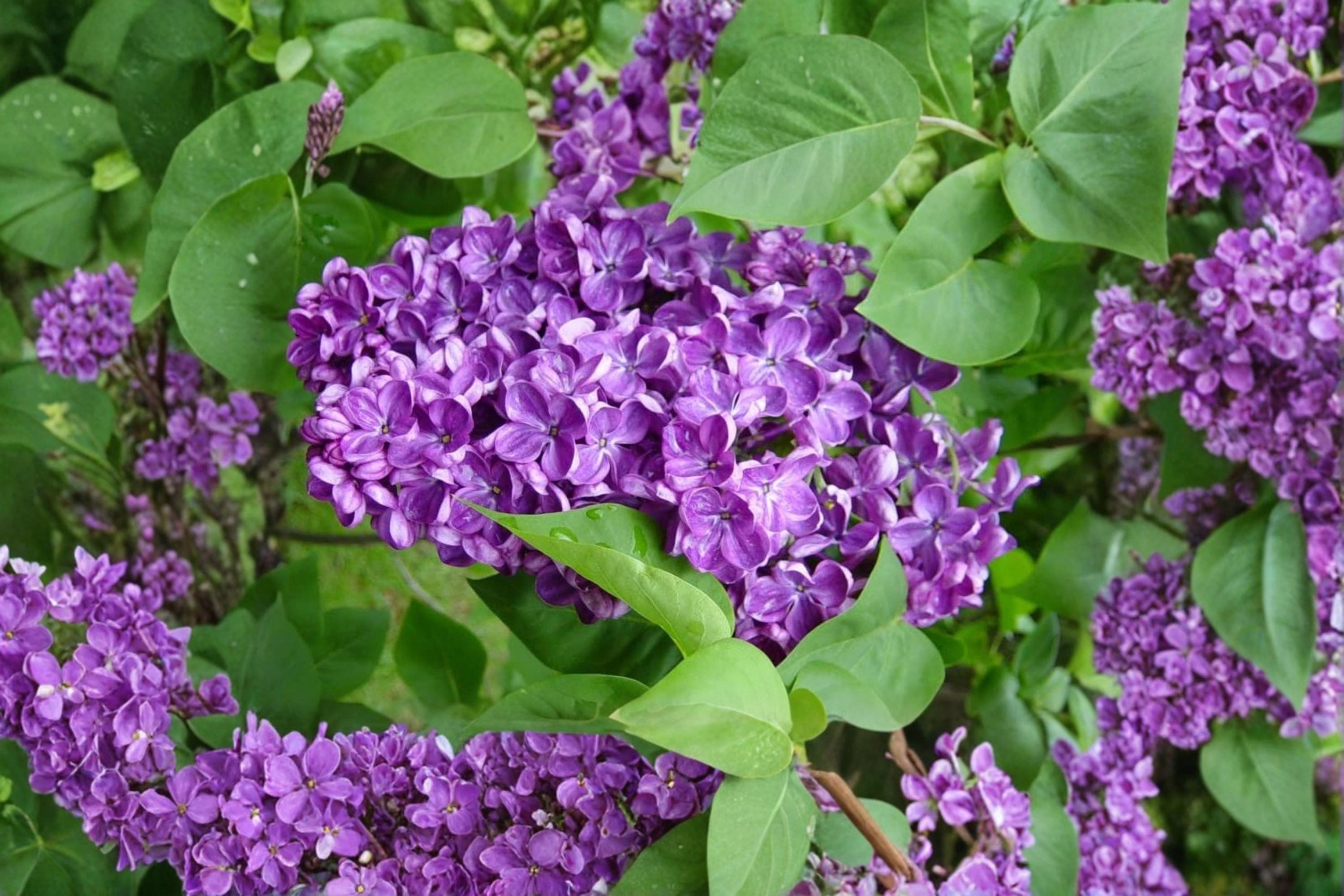 Purple Lilac Seeds – Syringa vulgaris, Deciduous Shrub with Purple Flowers, Garden & Landscape Planting, 50 Seeds