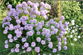 Wild Chives Seeds – 200 Allium schoenoprasum Herb Seeds for Garden & Container Planting