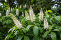 Bottlebrush Buckeye Bare Root Plant – Aesculus parviflora, Ornamental Shrub with White Flowers & Yellow Fall Foliage