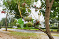 Pin Oak Seeds – Quercus palustris – Deciduous Landscape Tree for Garden and Outdoor Planting