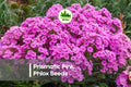 Prismatic Pink Phlox Seeds – Bright Pink, Summer Blooms, Attracts Pollinators, Phlox drummondii, 100+ Seeds