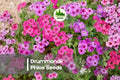 Prismatic Pink Phlox Seeds, Drummondii Variety, Vibrant Mixed Colors, Summer Bloom, Butterfly & Pollinator Attractant