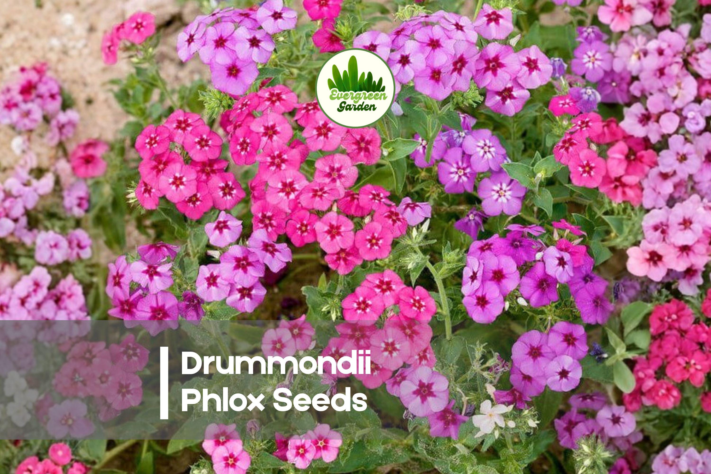 Prismatic Pink Phlox Seeds, Drummondii Variety, Vibrant Mixed Colors, Summer Bloom, Butterfly & Pollinator Attractant