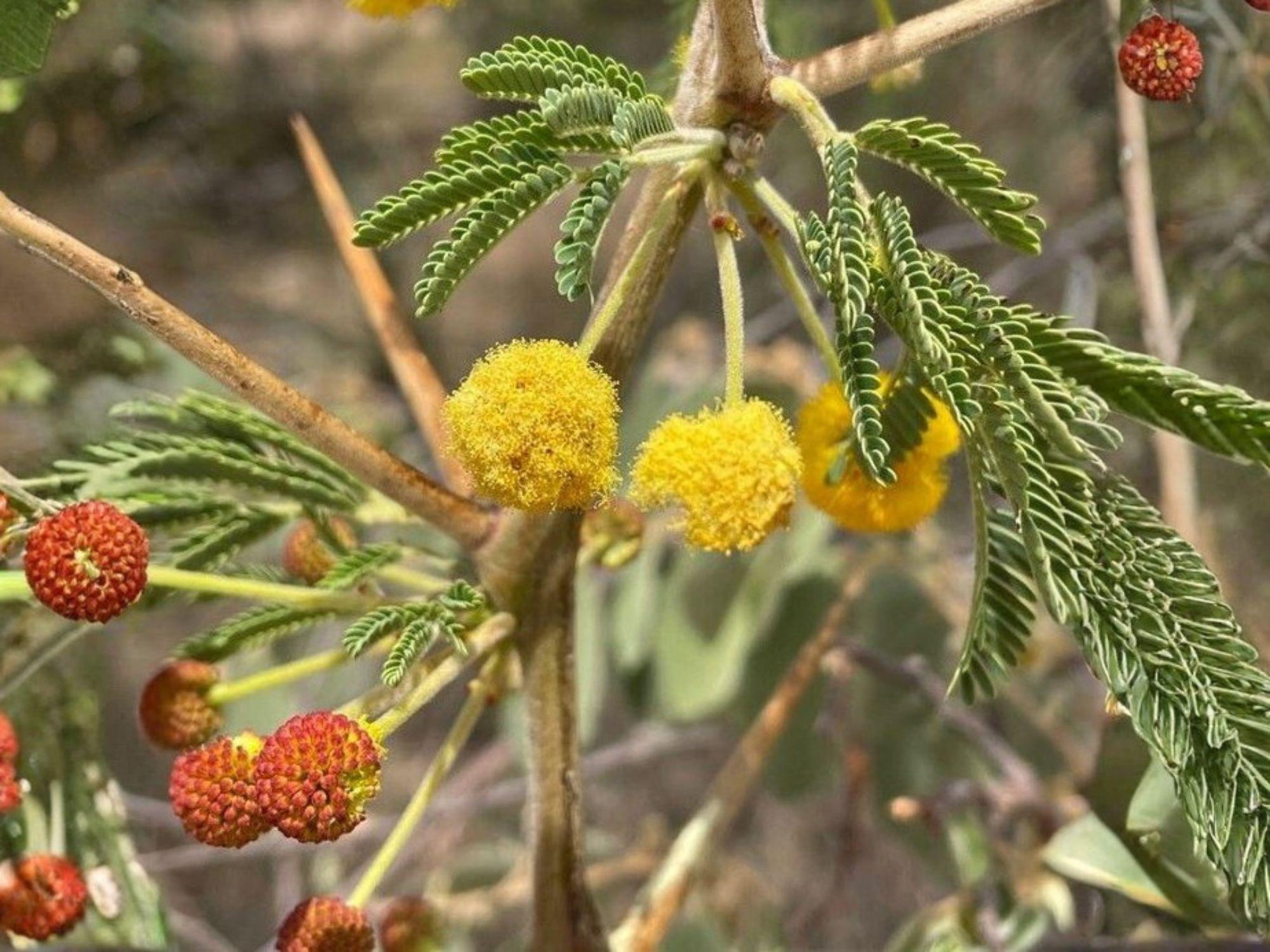 Acacia Nilotica Seeds for Planting | Vachellia nilotica Gum Arabic Tree | Drought-Tolerant Ornamental Tree for Xeriscape & Bonsai