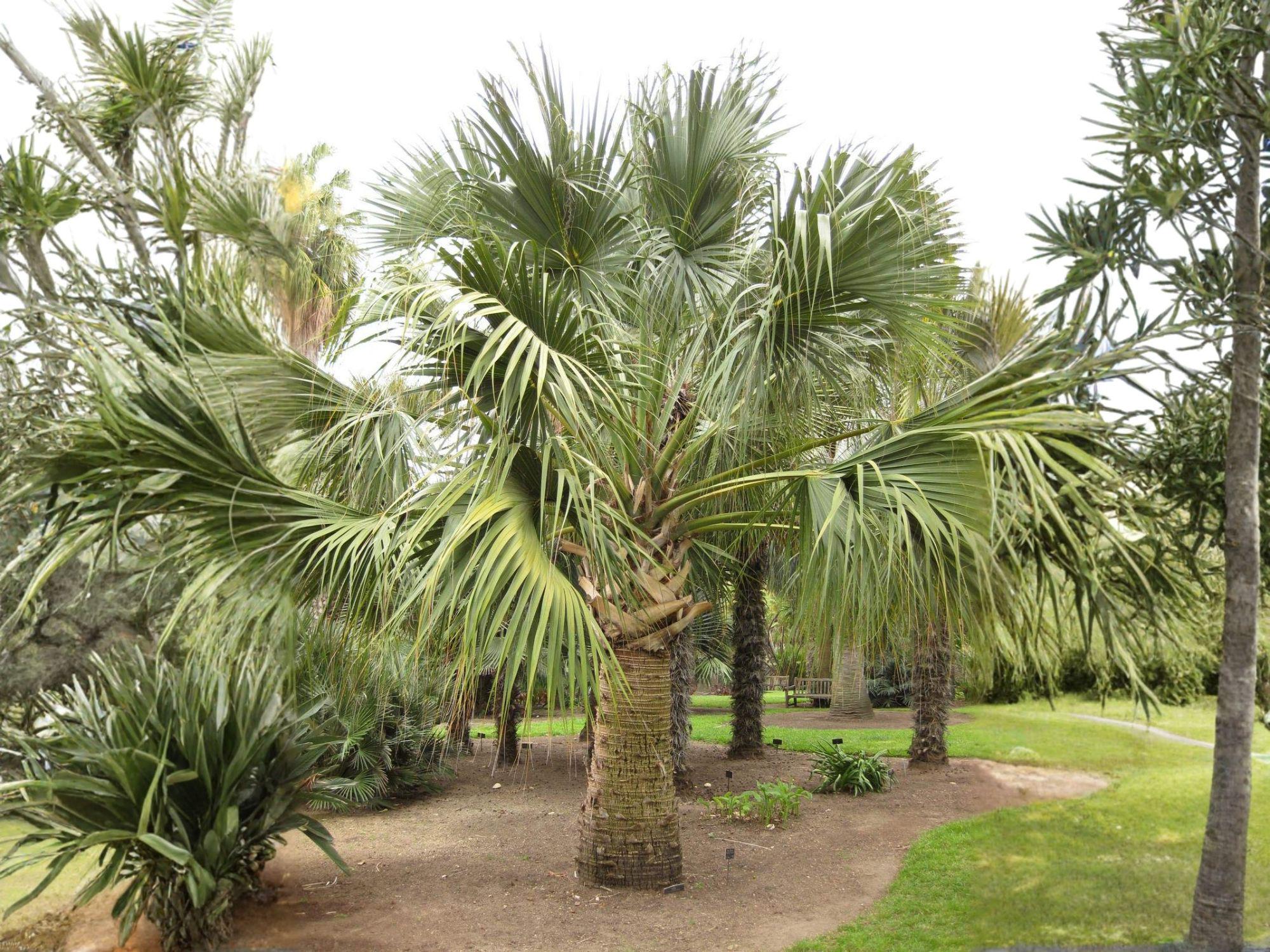 Sabal Palmetto Seeds for Planting | Cabbage Palm Tree | Coastal Tropical Garden Plant | Scientific Name: Sabal palmetto