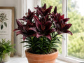 Night Rider Lily Bulbs – Asiatic Hybrid Deep Burgundy Flowering Bulbs for Garden, Borders & Containers | Lilium Asiatic Hybrid