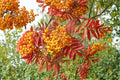 Mountain Ash Seeds – Sorbus aucuparia – Deciduous Tree for Garden & Landscape Planting