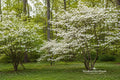 Flowering Dogwood Bare Root Plant – Cornus florida – 12-18 Inches – Ornamental Tree for Landscaping