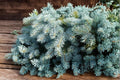 Blue Spruce Seeds – Picea pungens Evergreen Conifer Tree for Landscaping & Garden Planting