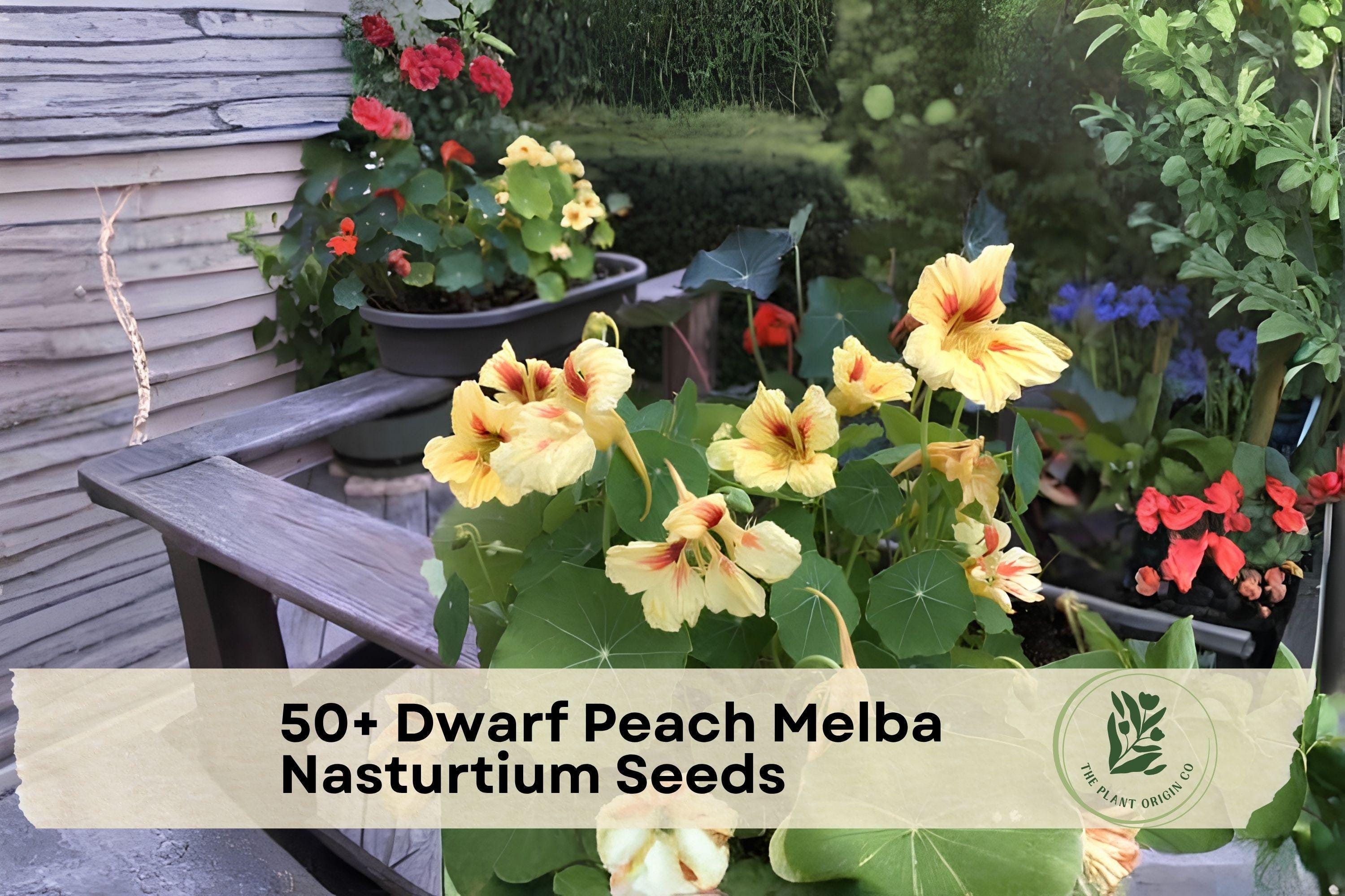 Dwarf Peach Melba Nasturtium Seeds, Bi-Color Flowers, Compact Annual Tropaeolum majus for Containers & Borders