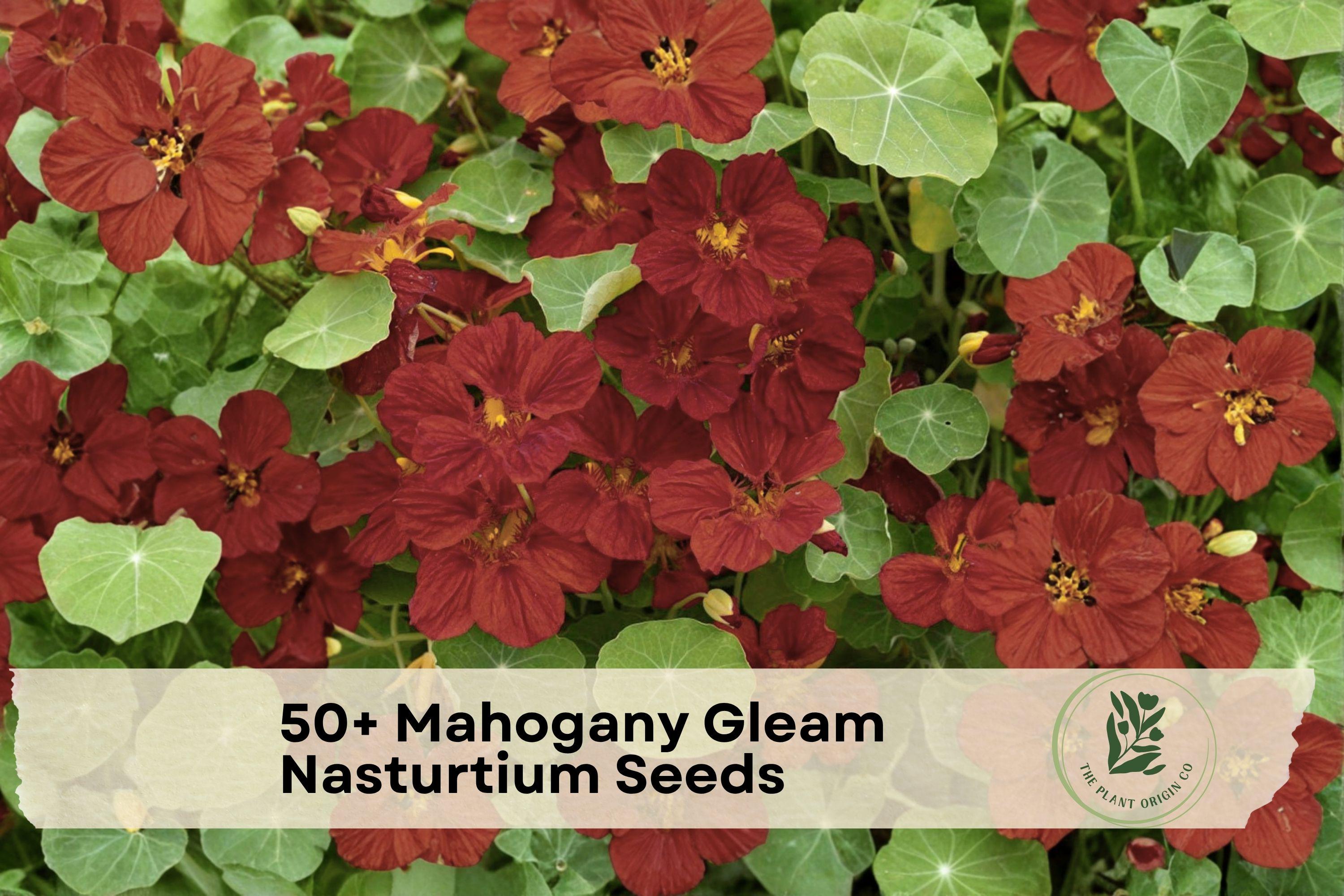 Mahogany Gleam Nasturtium Seeds, Trailing Flower, Deep Red, Tropaeolum majus, Container & Garden Bed Plant