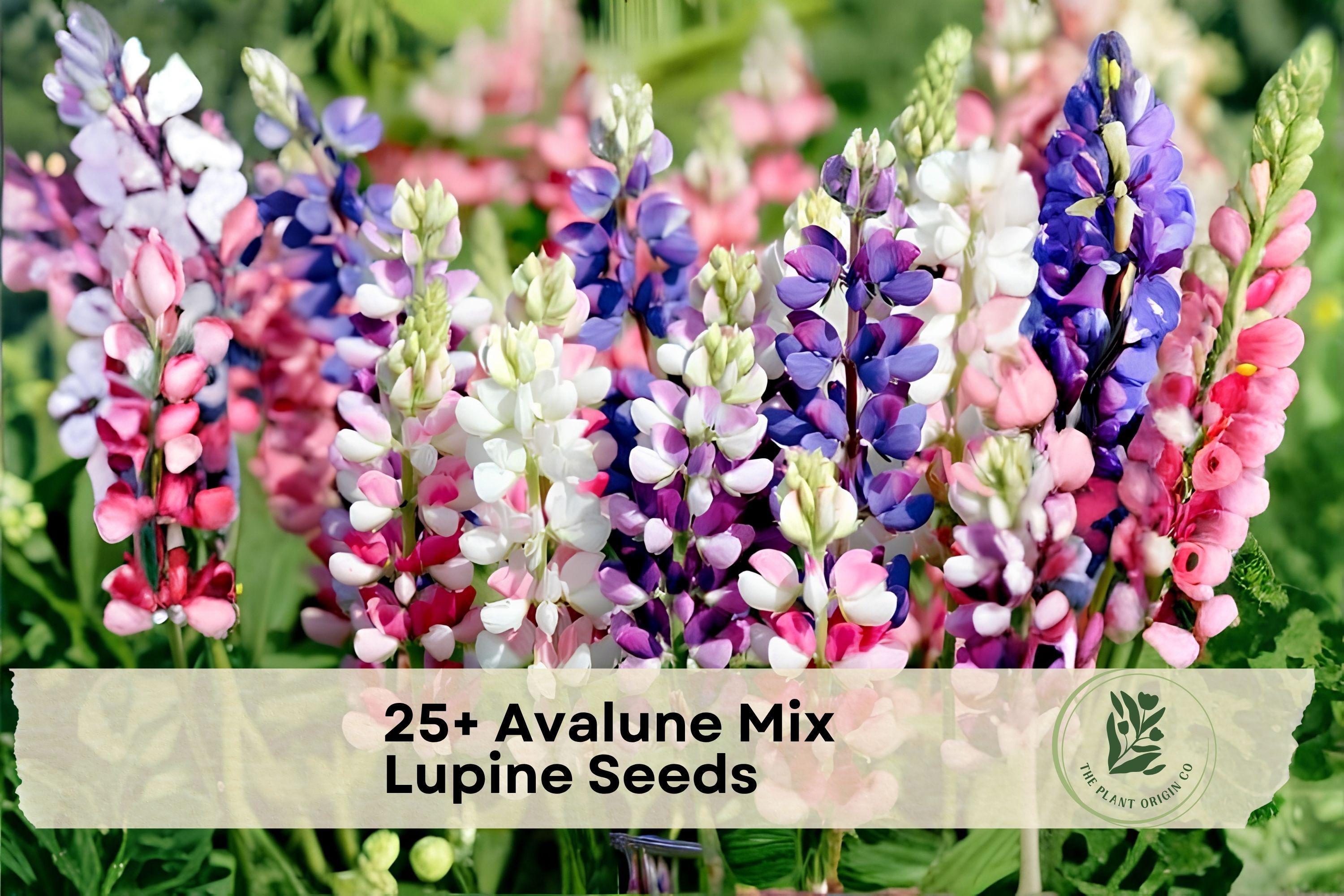 25+ Avalune Mix Lupine Seeds – Vibrant Tall Flower Spikes, Colorful Borders & Cottage Gardens, Lupinus spp.