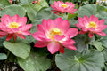 Multicolor Lotus Seeds – Nelumbo nucifera – Aquatic Water Garden Plant – Pond and Container Water Plant