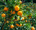 Live Satsuma Mandarin Seedling | Bare Root Citrus Tree | Cold Hardy, Juicy, Easy-Peel | Citrus Sinensis