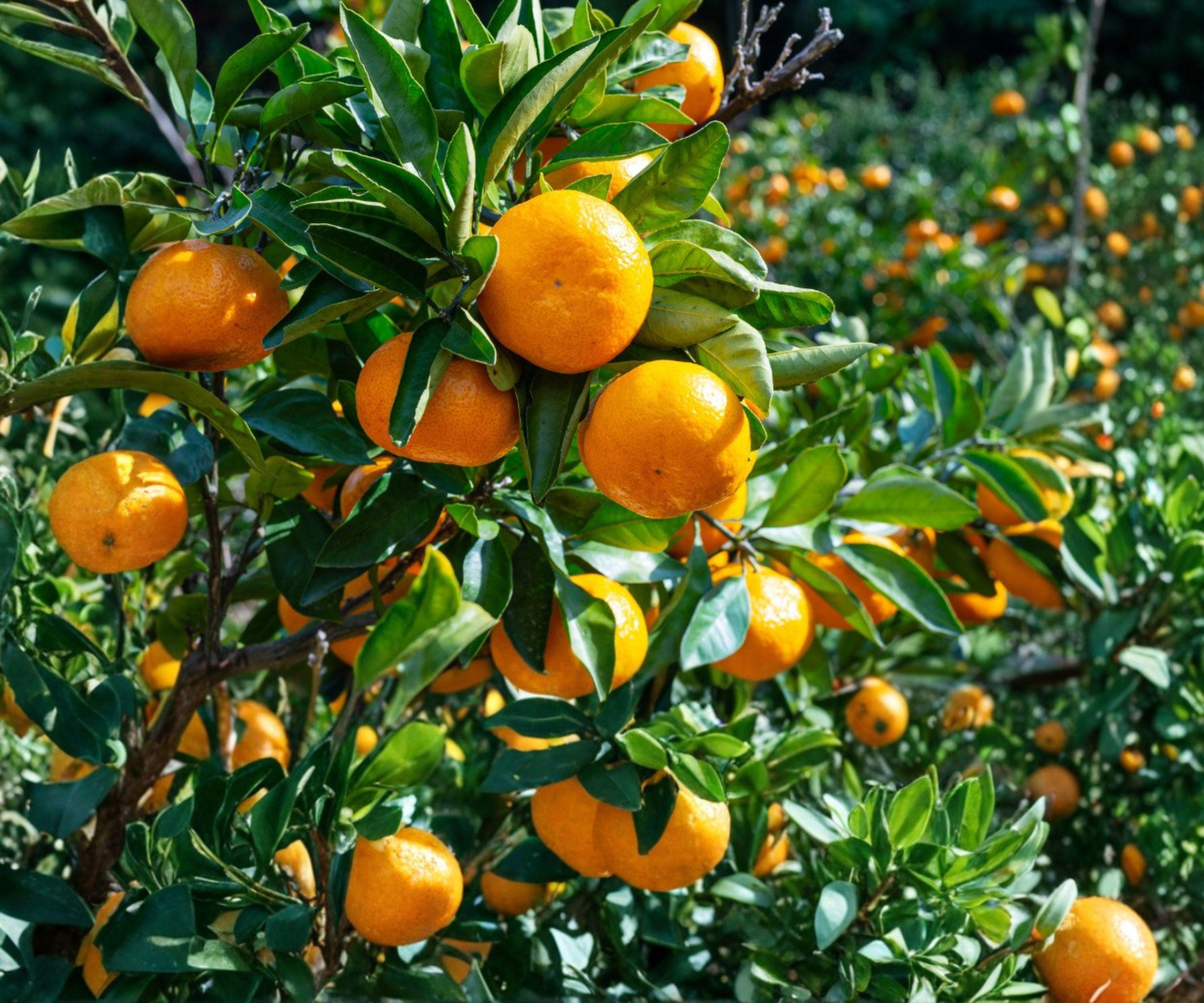 Live Satsuma Mandarin Seedling | Bare Root Citrus Tree | Cold Hardy, Juicy, Easy-Peel | Citrus Sinensis